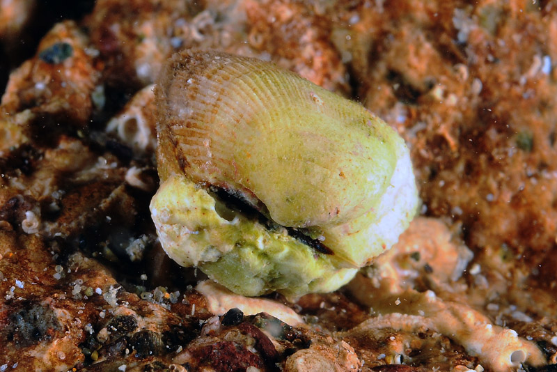 Bivalve